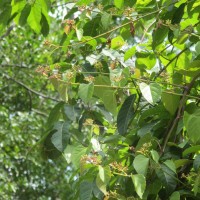 Cissus lonchiphylla Thwaites